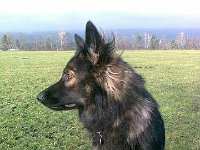 Ki-Shani